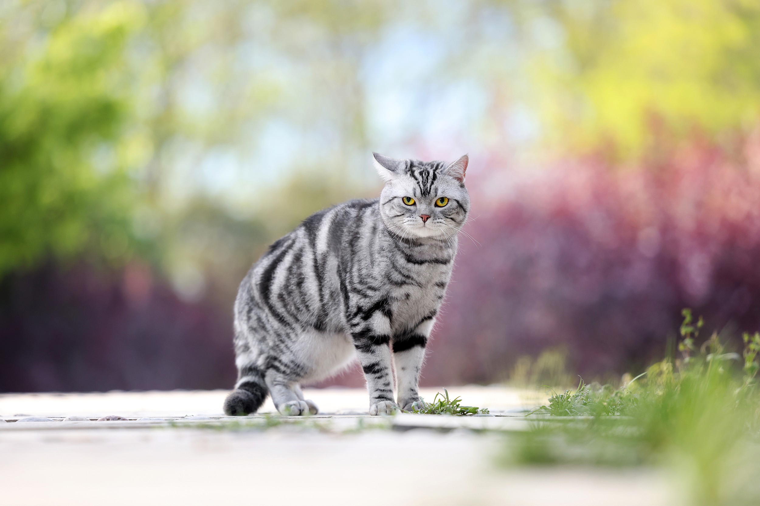 🐾从五月花号到奥斯卡，美短猫凭什么成为猫界“常青树”？冷知识多到你想不到