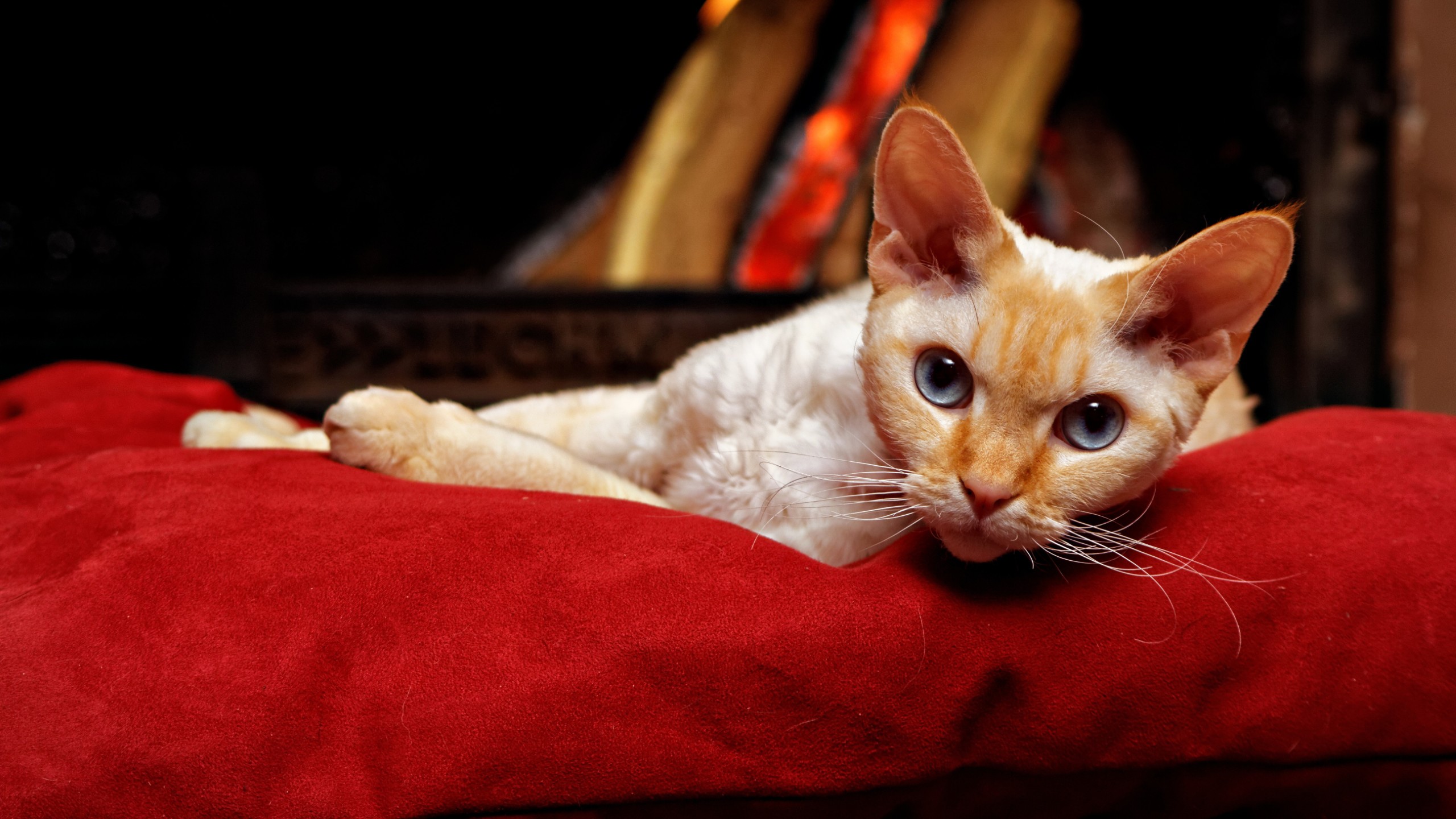 德文卷毛猫就是家中的“行走的暖手宝”揭秘：最适合职场人的‘精神状态’伴侣猫