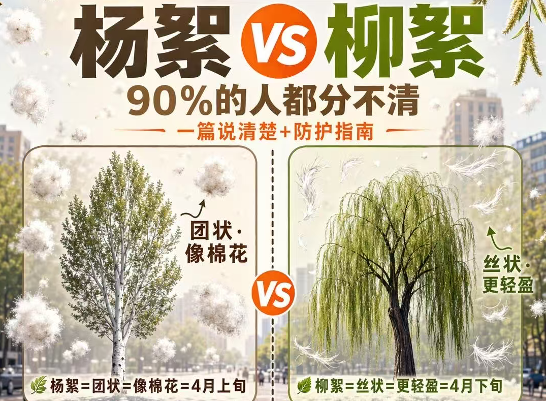 涨知识🔥漫天柳絮不是麻烦，竟是柳树妈妈精心设计的“生物降落伞”