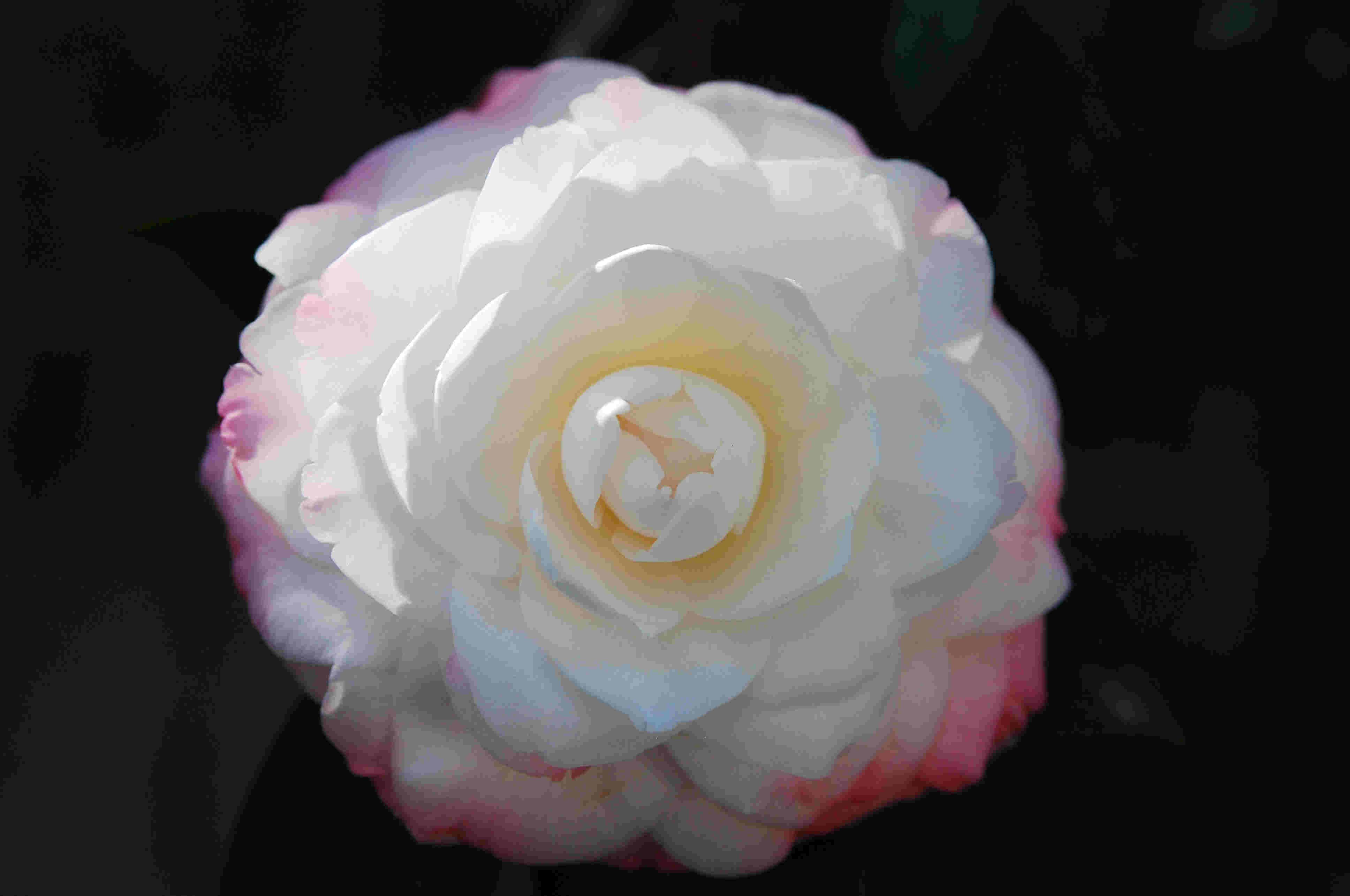 微距花卉写真｜山茶与昙花，藏在花瓣里的色彩秘密