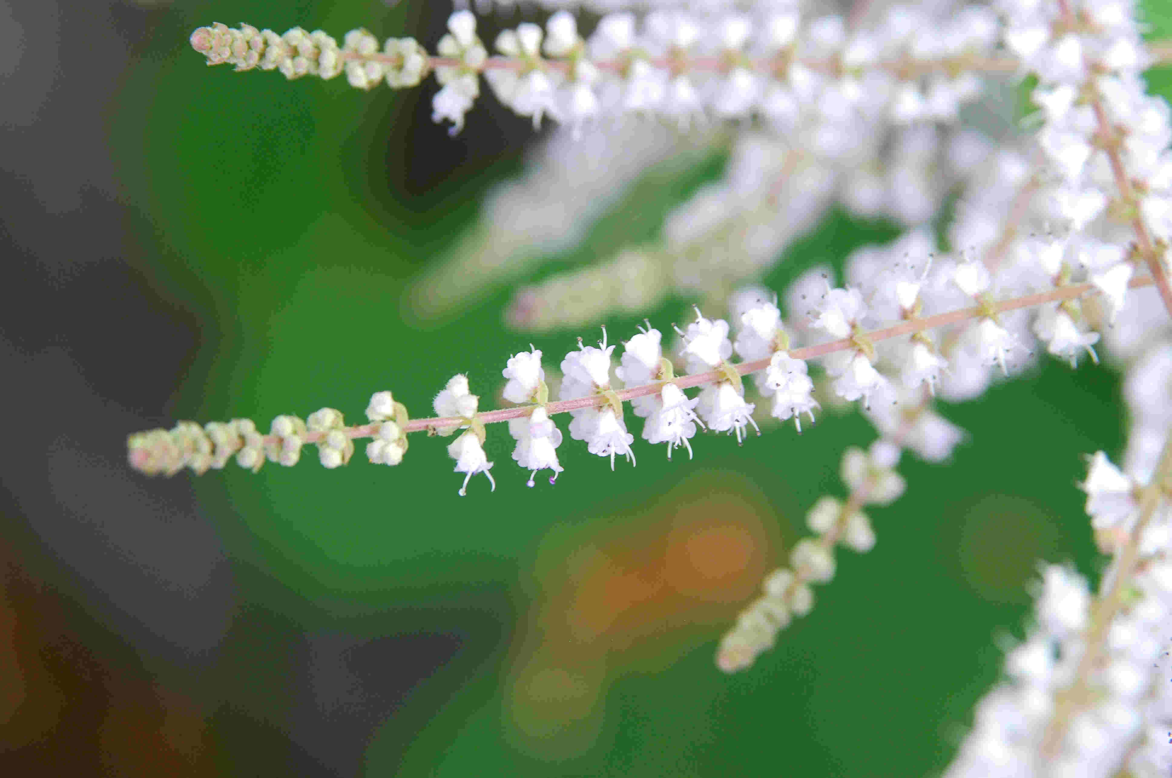 春日花艺科普｜从垂枝小花到重瓣玫瑰，每一朵都有专属浪漫
