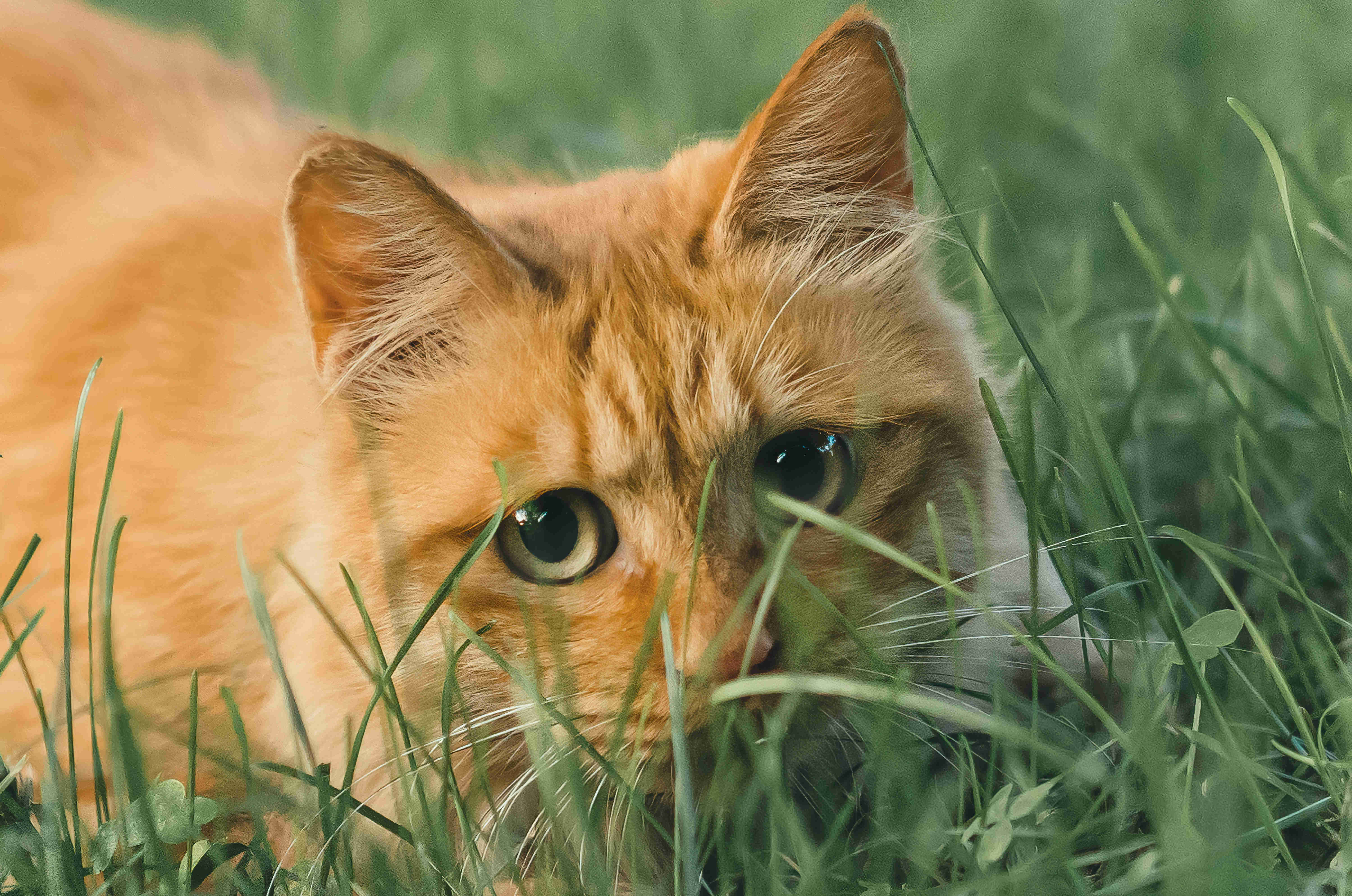 🐱草地橘猫写真｜软毛大橘 + 青草地，元气治愈氛围感直接封神