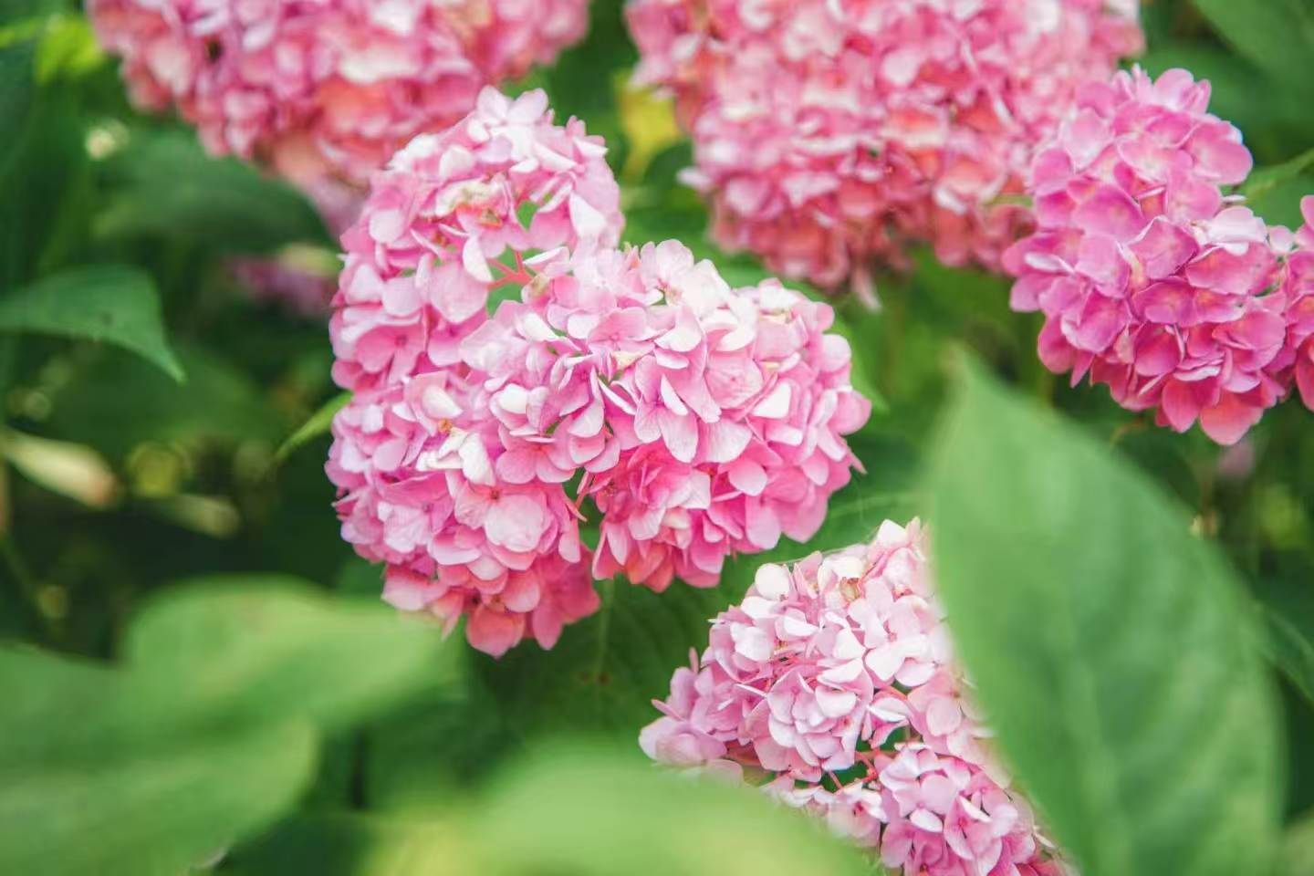 闯入绣球花秘境｜从浅粉到深紫，解锁一整个夏天的浪漫