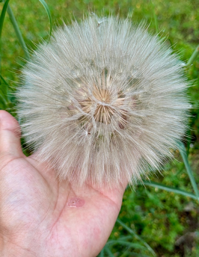 北京多处公园发现拳头大小绒球植物：误当蒲公英实为外来入侵种，切勿随意吹散！