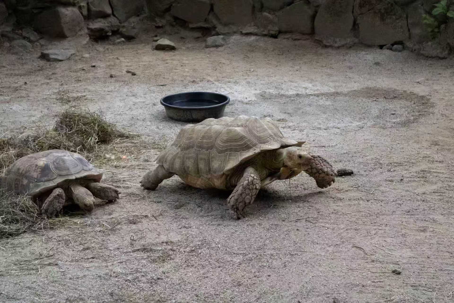 乌龟的壳居然是骨骼长在体外？颠覆认知的身体小秘密