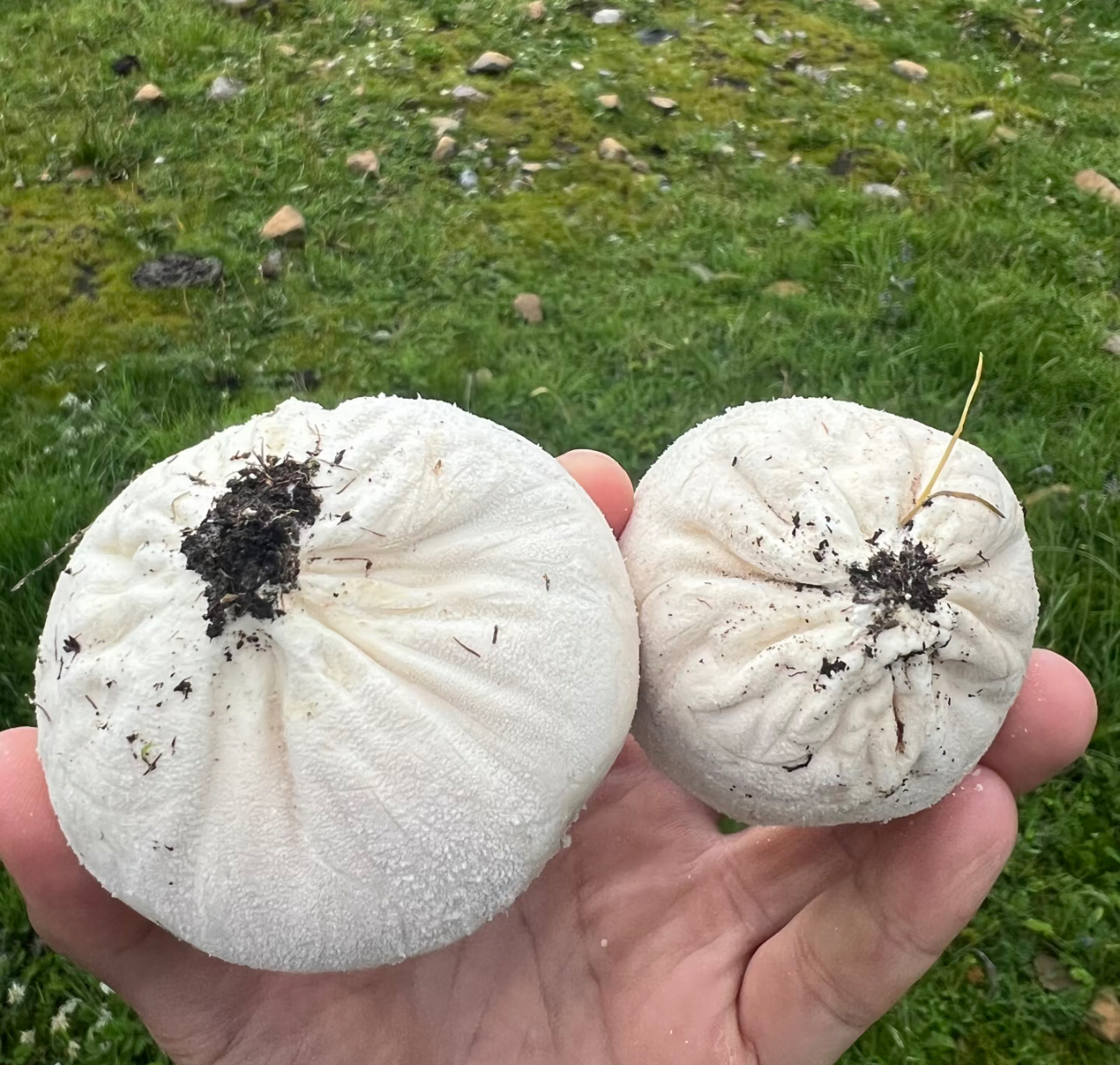 既能做菜又能止血？全面揭开马勃菌的真面目，野外遇见别乱碰