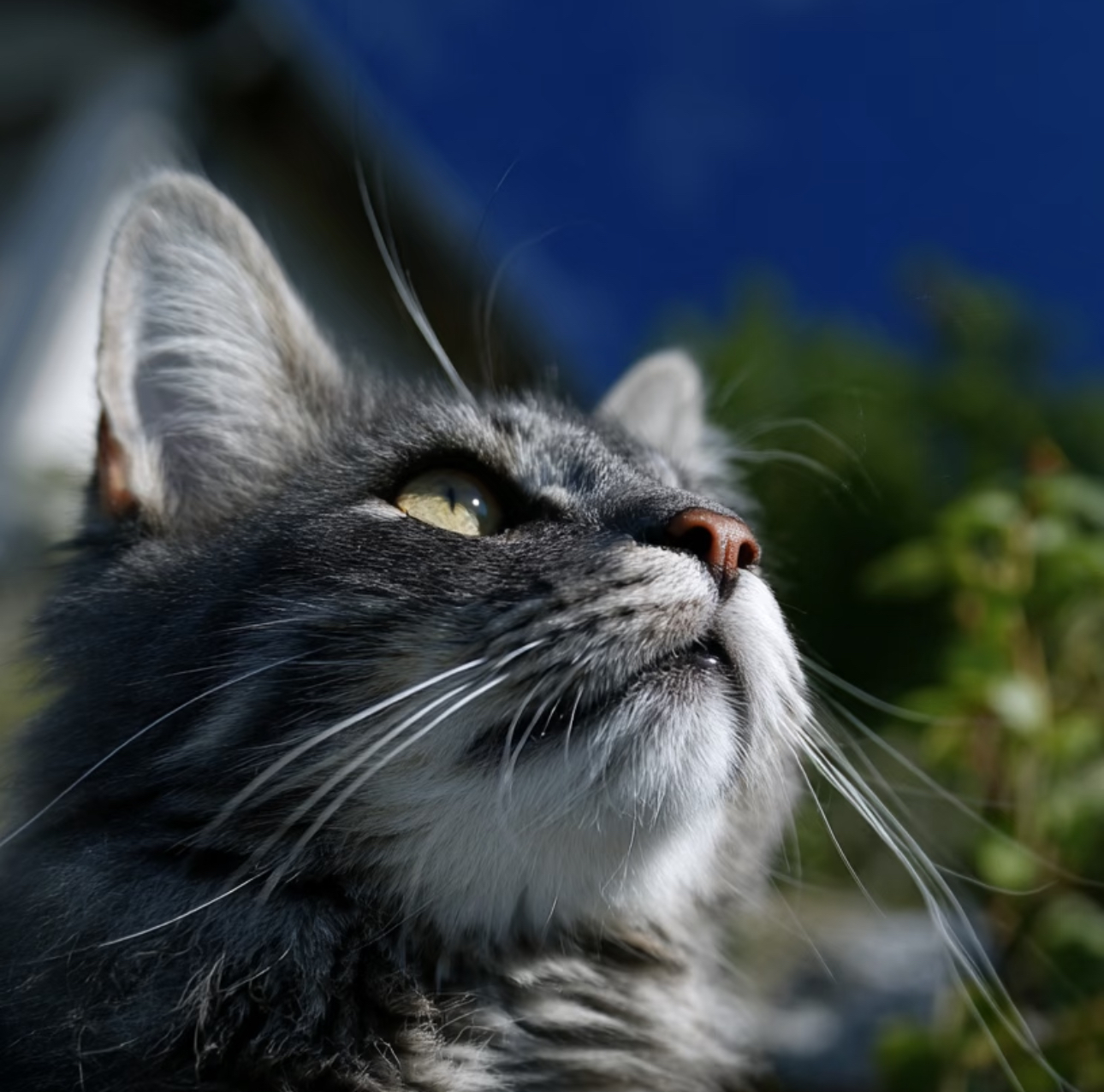 猫咪与晴空，藏着最温柔的治愈瞬间