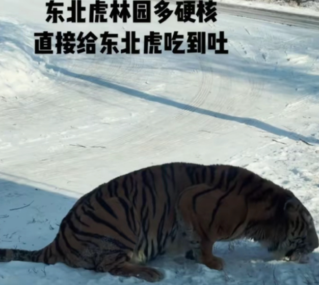 被游客喂到摆烂！哈尔滨东北虎集体厌食互相谦让：你吃吧，我真吃不下了