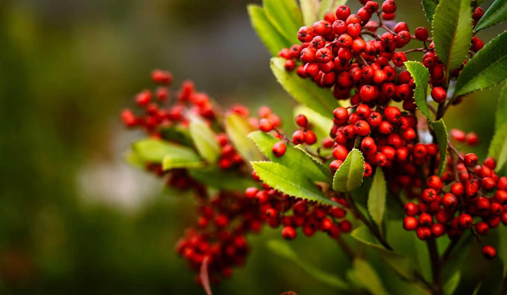 百花落尽草木枯黄，为何这类灌木，偏偏选择在寒冷时节挂满一树耀眼的红果