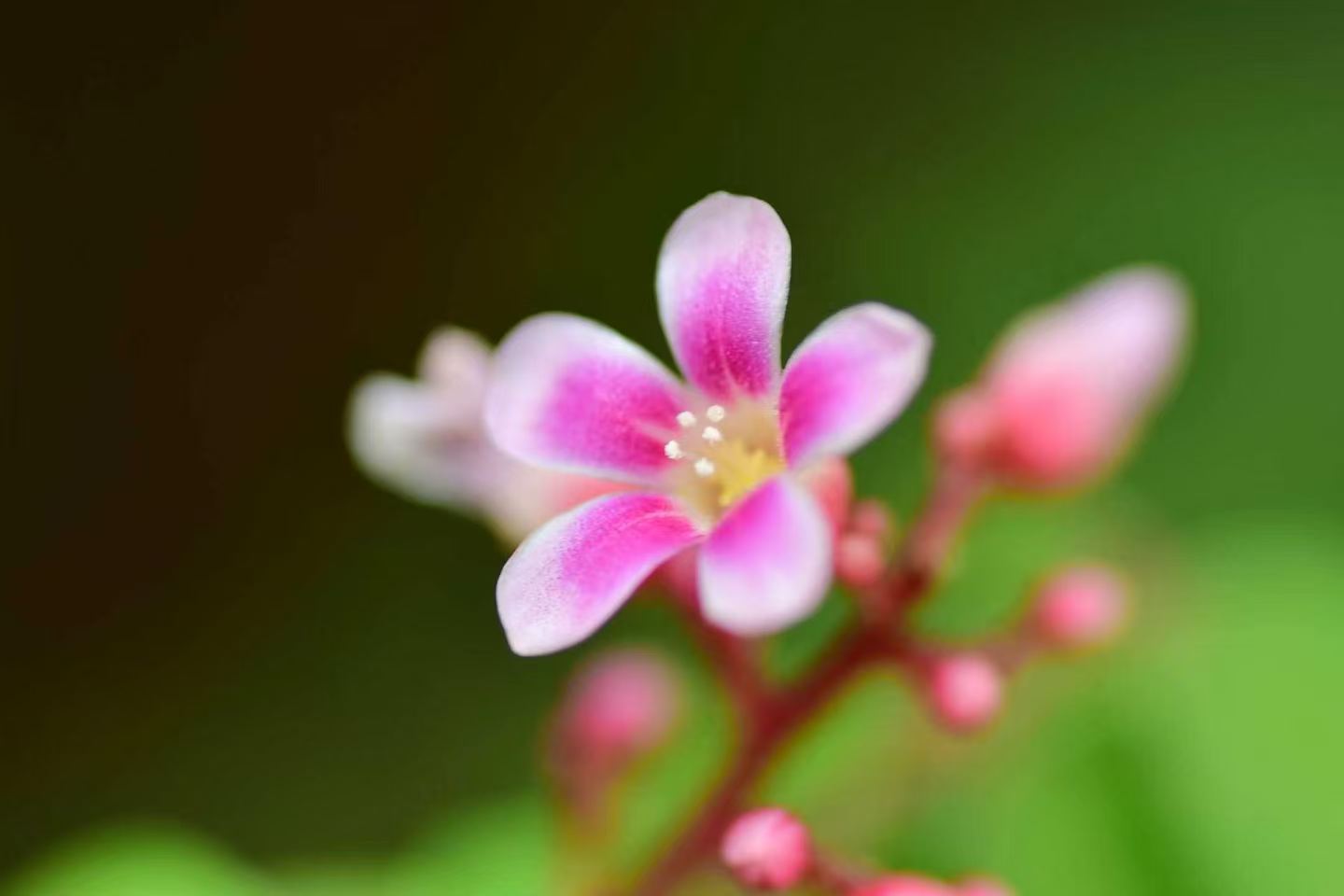 林间柔和柔光洒落枝头，粉紫小花掩映鲜绿叶片，勾勒出果树开花时节清新柔和的意境
