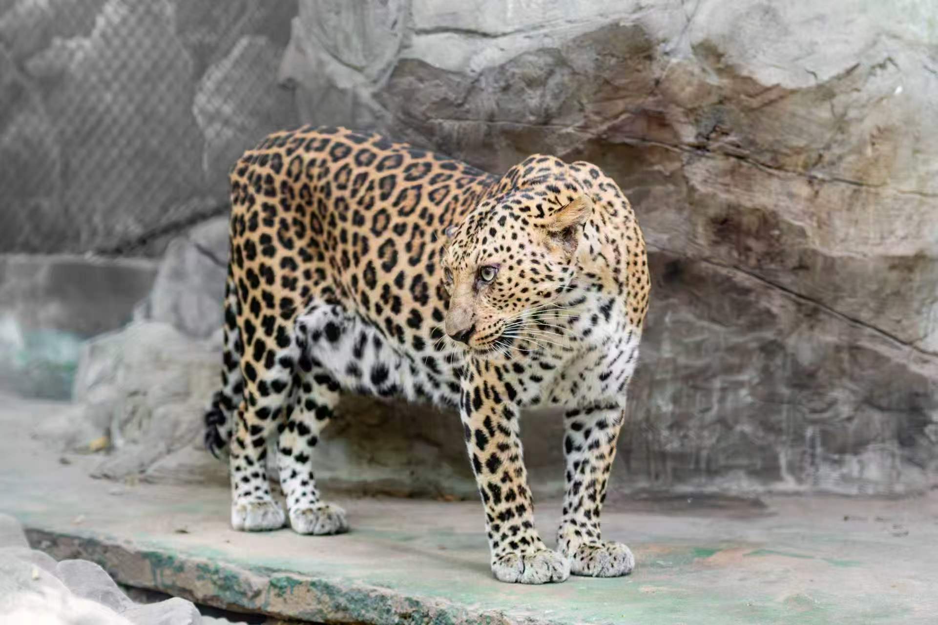 不只是神秘的野生大猫，镜头之下细看花豹布满斑点皮毛与锐利的眼神细节