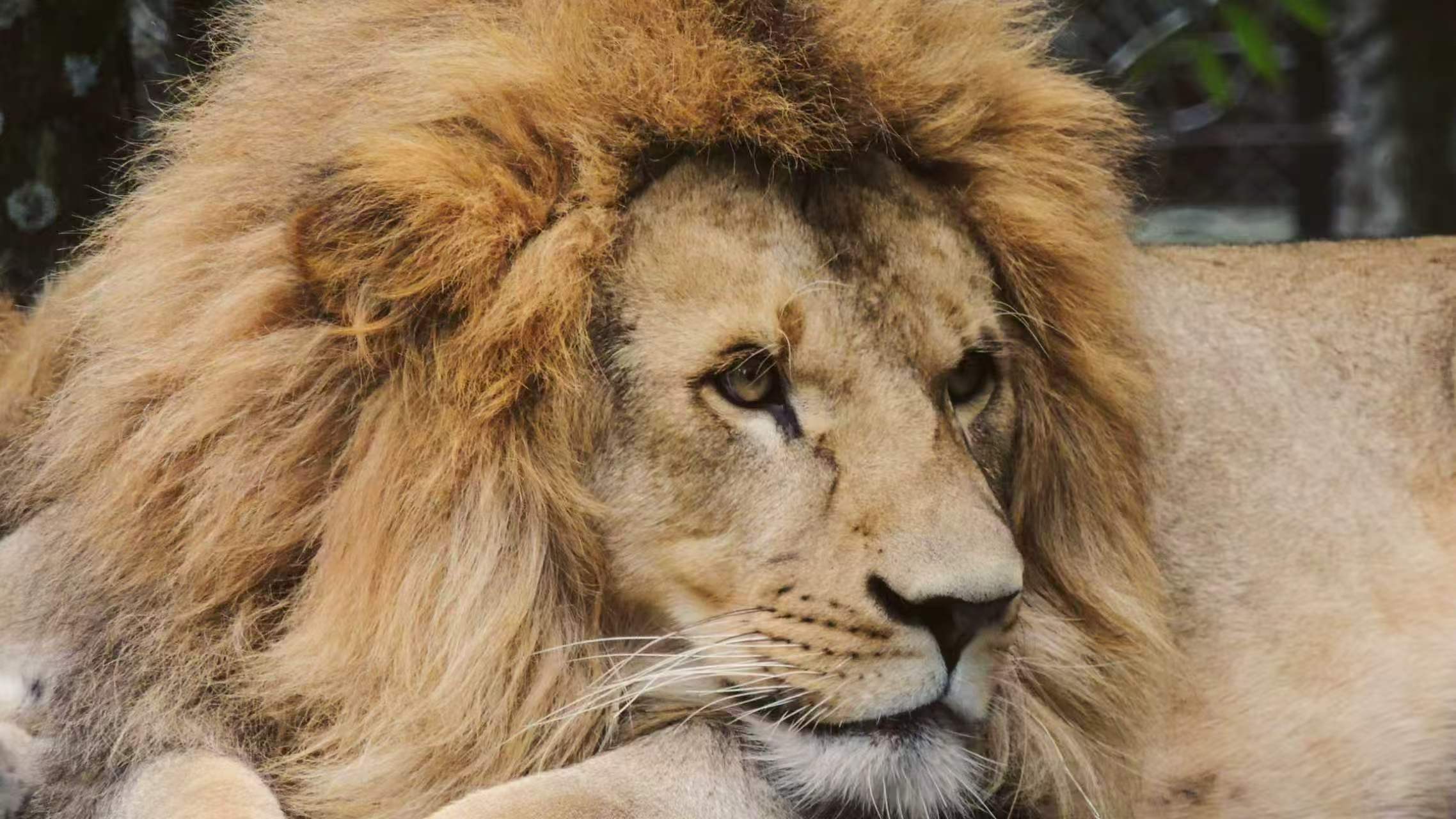 狮子明明擅长捕猎，为什么大多数工作由雌狮完成？