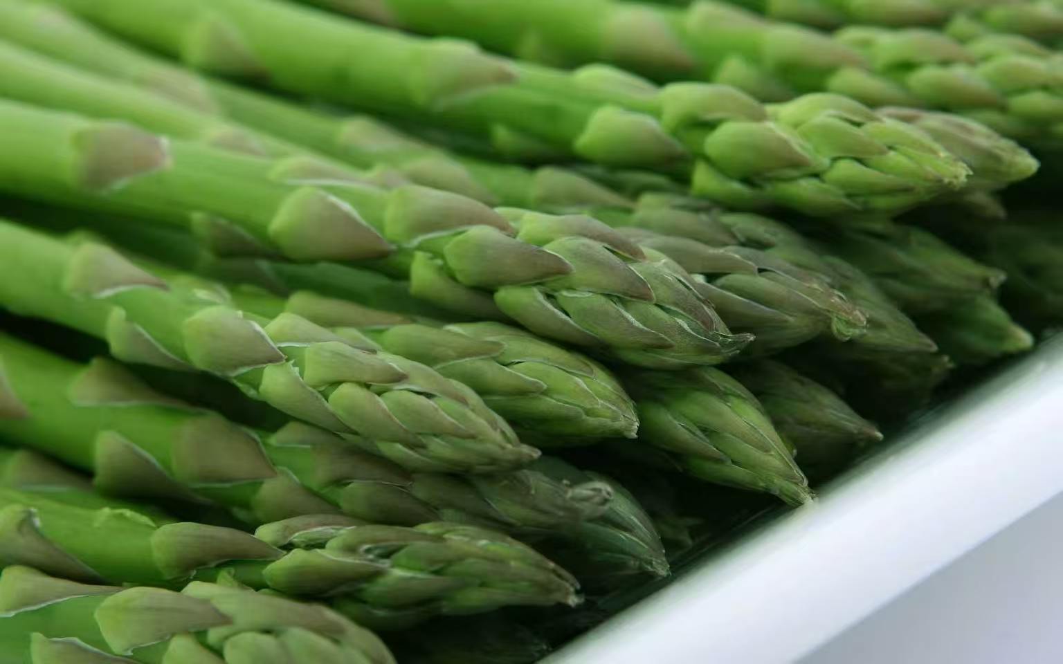 芦笋采收之后生长很快，老根为什么不能继续食用？