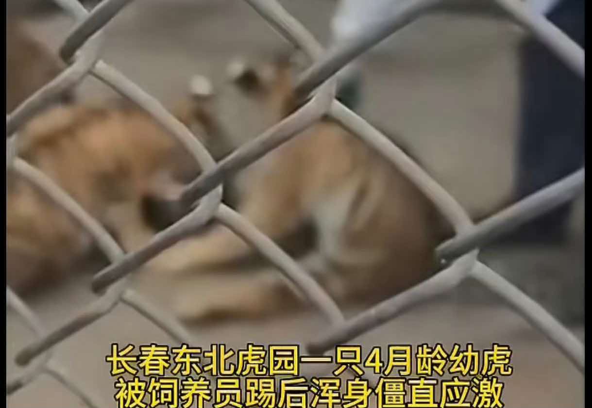 4 月龄东北虎幼崽被甩晕厥！涉事饲养员已停职，真相反转