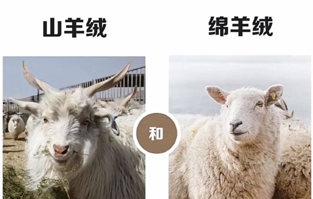 你买的绵羊绒全是假的！同样叫“绒”价格差十倍！绵羊绒到底是什么东西？