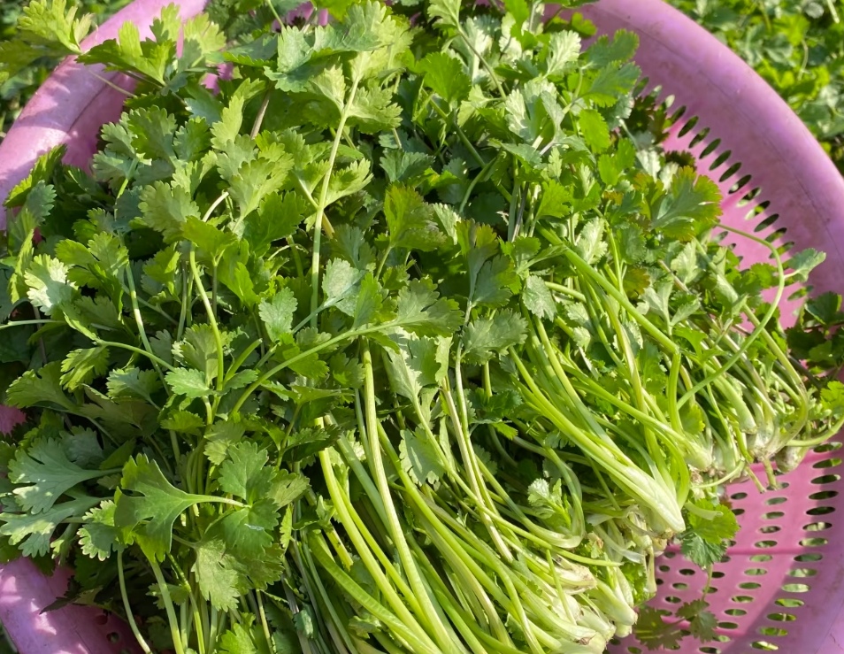 一单香菜惹争议！徐州老板往返千里取回货物，千元路费只为争一口气