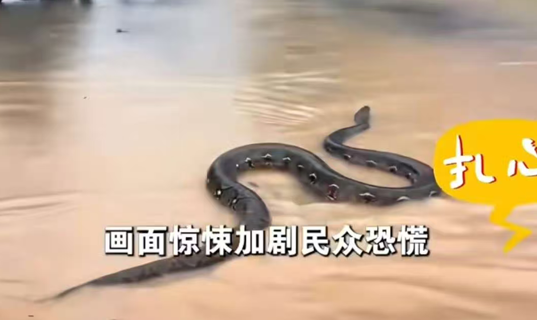 洪灾之下蛇鳄乱窜，泰国超 180 万人受灾，我们该如何看待？