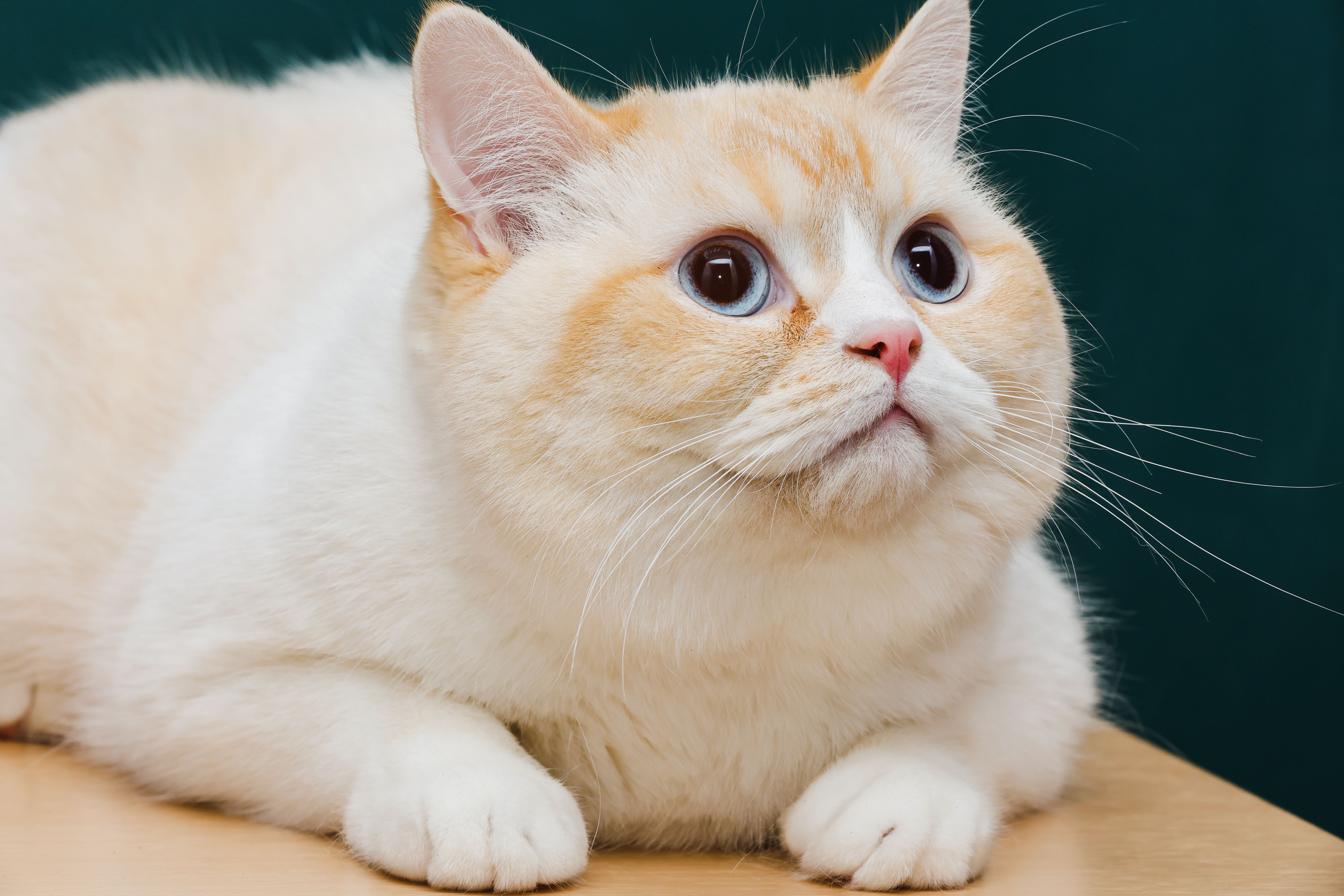 “我家猫不胖，只是毛蓬”：第一个犬猫体况国标来了，终结所有铲屎官的自我安慰